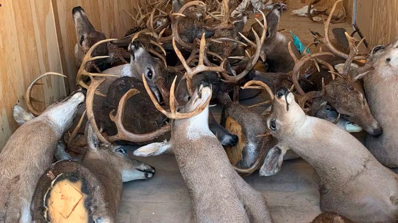 Caza furtiva generalizada. Acusan a un dúo de cazar ilegalmente y vender carne en el centro de Tennessee.