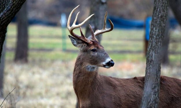 TWRA: Un ciervo da positivo en la prueba del “chronic wasting disease”, síndrome de desgaste crónico en el condado de Decatur