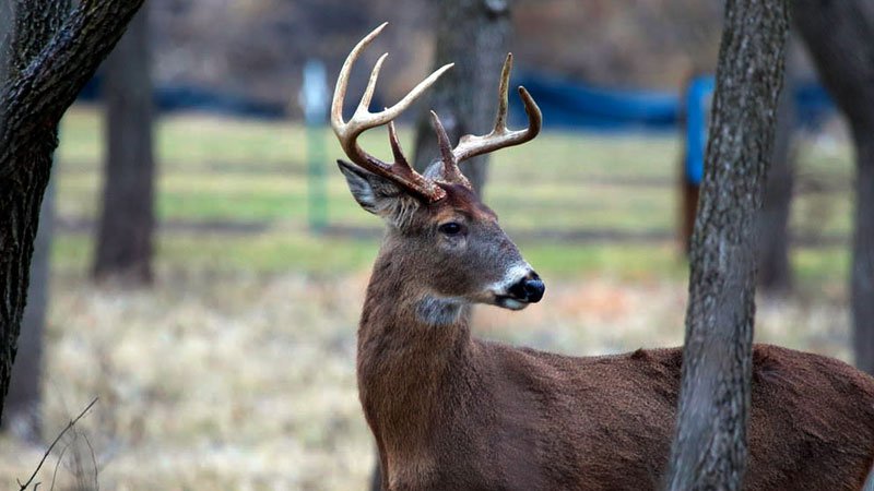 TWRA: Un ciervo da positivo en la prueba del “chronic wasting disease”, síndrome de desgaste crónico en el condado de Decatur
