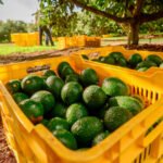 El famoso aguacate de Jalisco estará presente en las botanas del Super Bowl en EE.UU.
