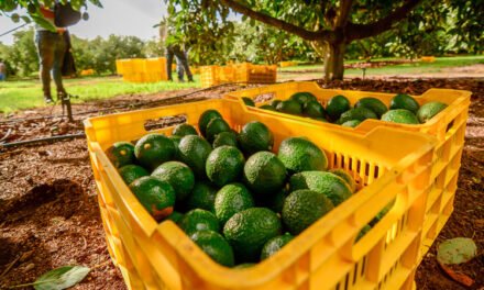 El famoso aguacate de Jalisco estará presente en las botanas del Super Bowl en EE.UU.