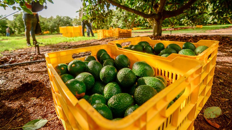 El famoso aguacate de Jalisco estará presente en las botanas del Super Bowl en EE.UU.