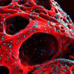 Nueva variante ‘Cicada’ de la COVID-19 se propaga en EE.UU.