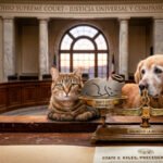Corte Suprema de Ohio dicta fallo histórico: maltrato a animales callejeros tanto Perros como Gatos será delito grave