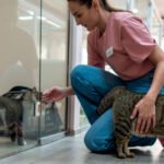 Los refugios de animales de EE.UU. se acercan a su objetivo de “cero sacrificios” y alcanzan los niveles de adopción más altos desde 2020.