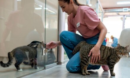 Los refugios de animales de EE.UU. se acercan a su objetivo de “cero sacrificios” y alcanzan los niveles de adopción más altos desde 2020.