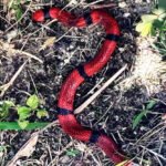 Autoridades de salud emiten alerta en Tennessee ante el aumento de serpientes venenosas por el calor