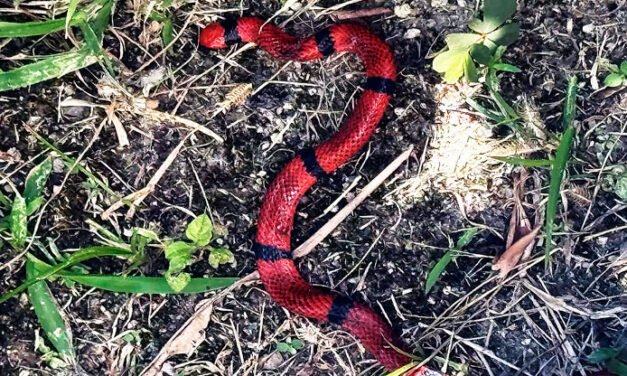 Autoridades de salud emiten alerta en Tennessee ante el aumento de serpientes venenosas por el calor