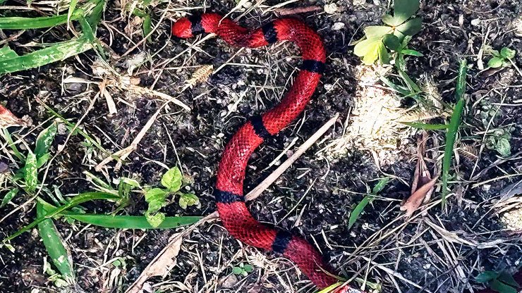 Autoridades de salud emiten alerta en Tennessee ante el aumento de serpientes venenosas por el calor