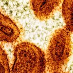 Dos científicos acusados ​​de introducir el virus mpox desactivado en Estados Unidos y mentir a las autoridades.