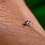 El virus del Nilo Occidental se detectó en mosquitos de Nashville por primera vez en 2026