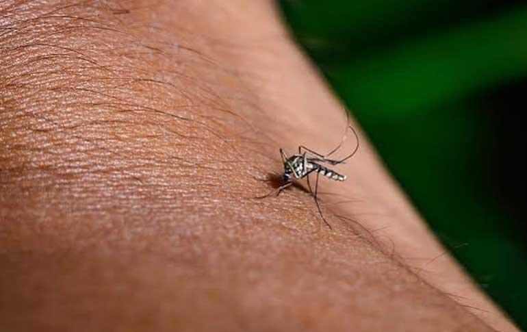 El virus del Nilo Occidental se detectó en mosquitos de Nashville por primera vez en 2026
