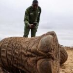 ¿Envenenamiento o enfermedad? Investigan la muerte de al menos 18 elefantes en Kenia